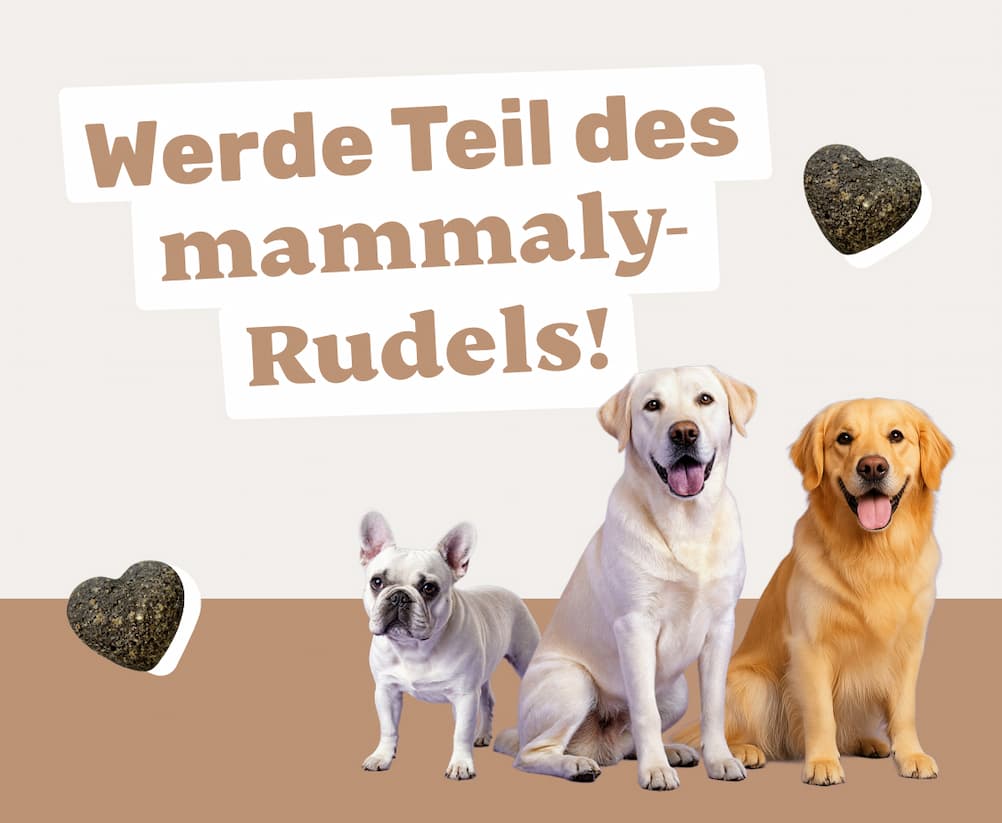 Gesunde Hunde durch innovative Vitalstoffe